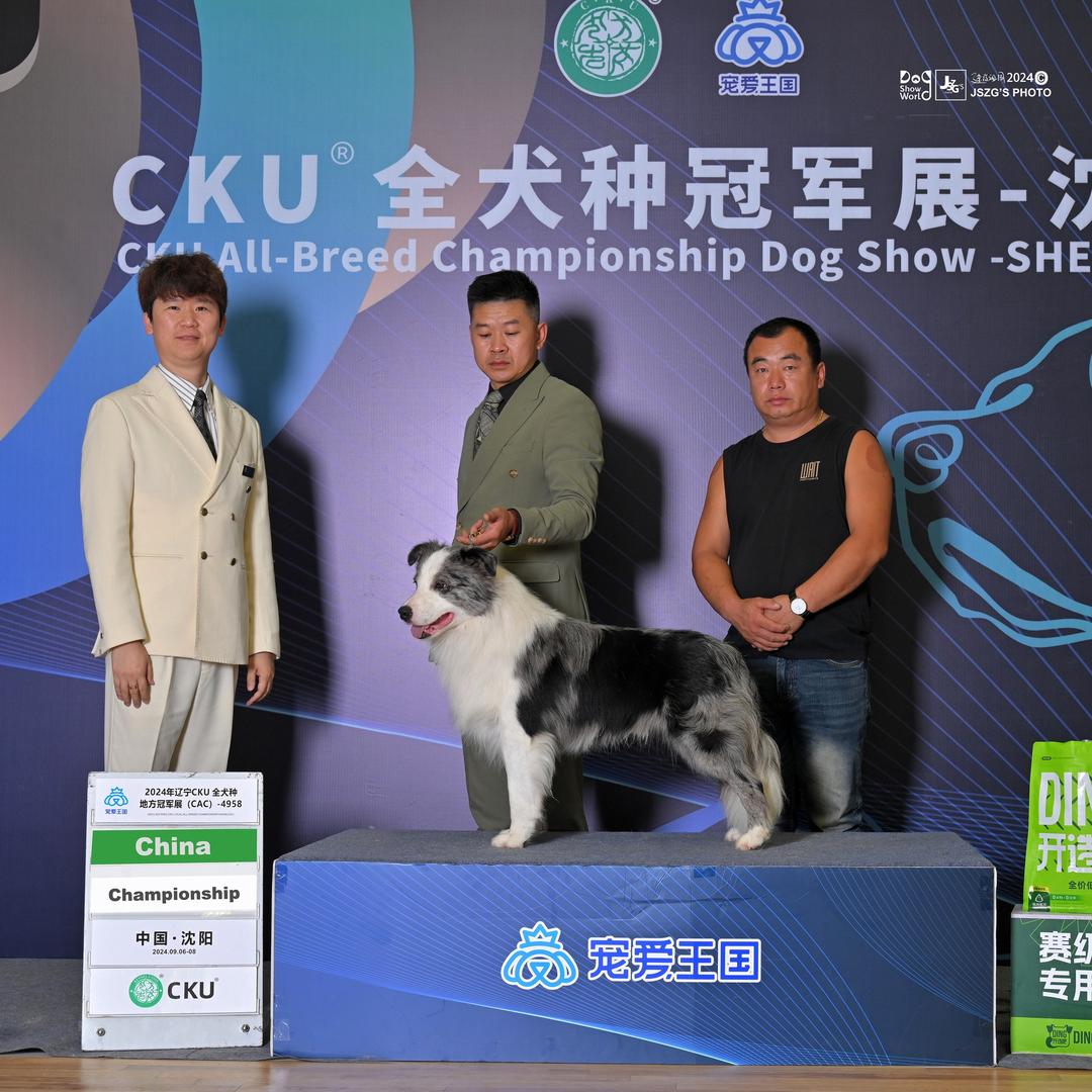 边牧帅帅（木子家犬舍）