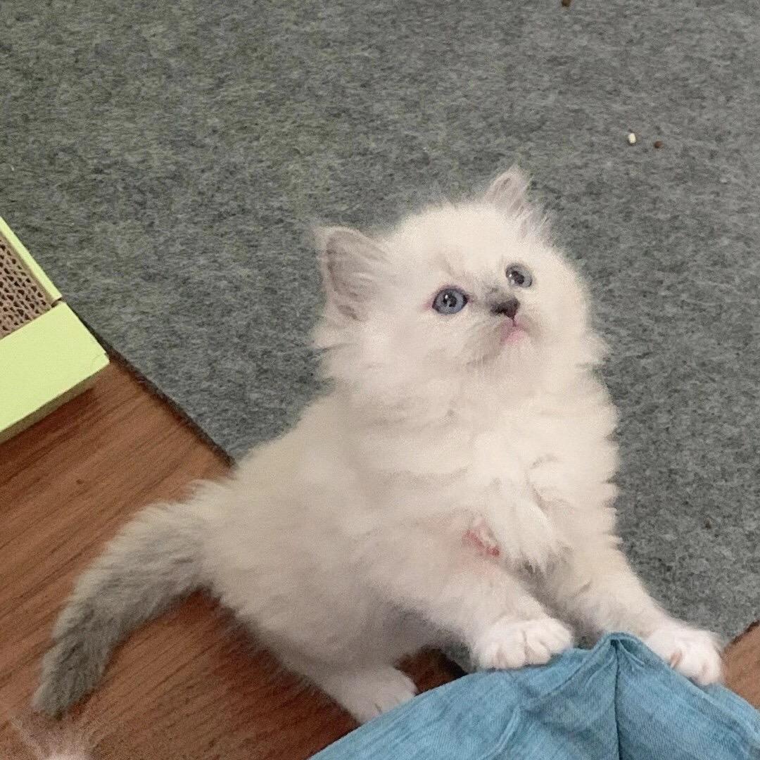面条是只布偶喵🐱