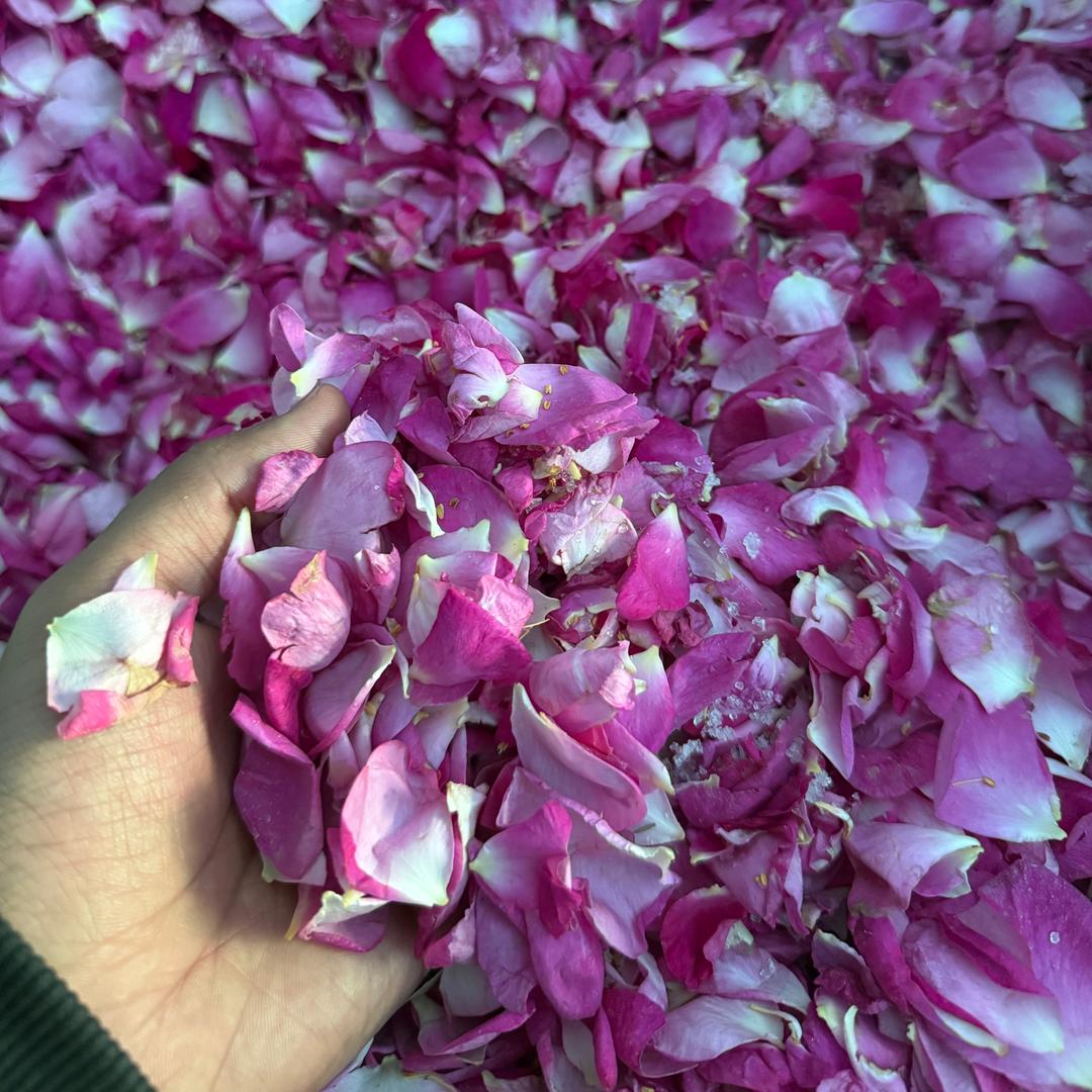 玫瑰花酱父子