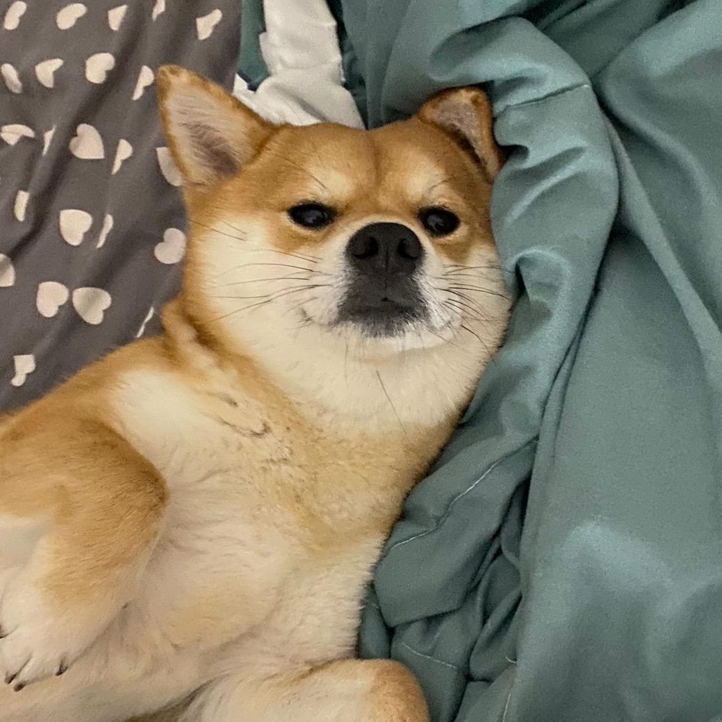 AAA刮大白刷墙小桃