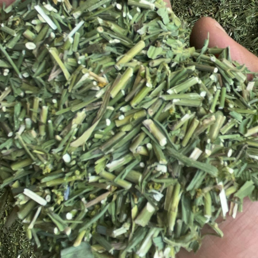 闻喜专业平茬柴胡青苗