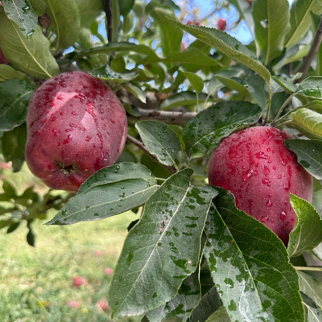 麦积区三农产品臻选阁