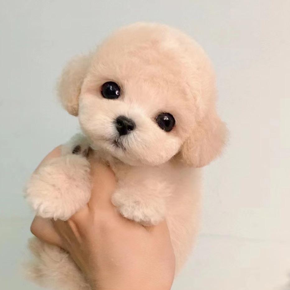 闪烁之🌟星