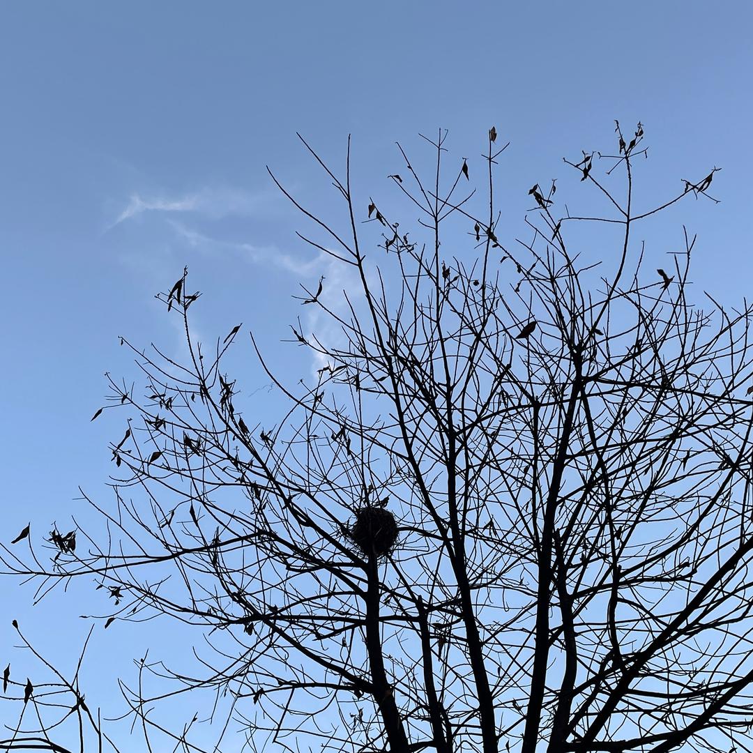 早晨是一只花鹿