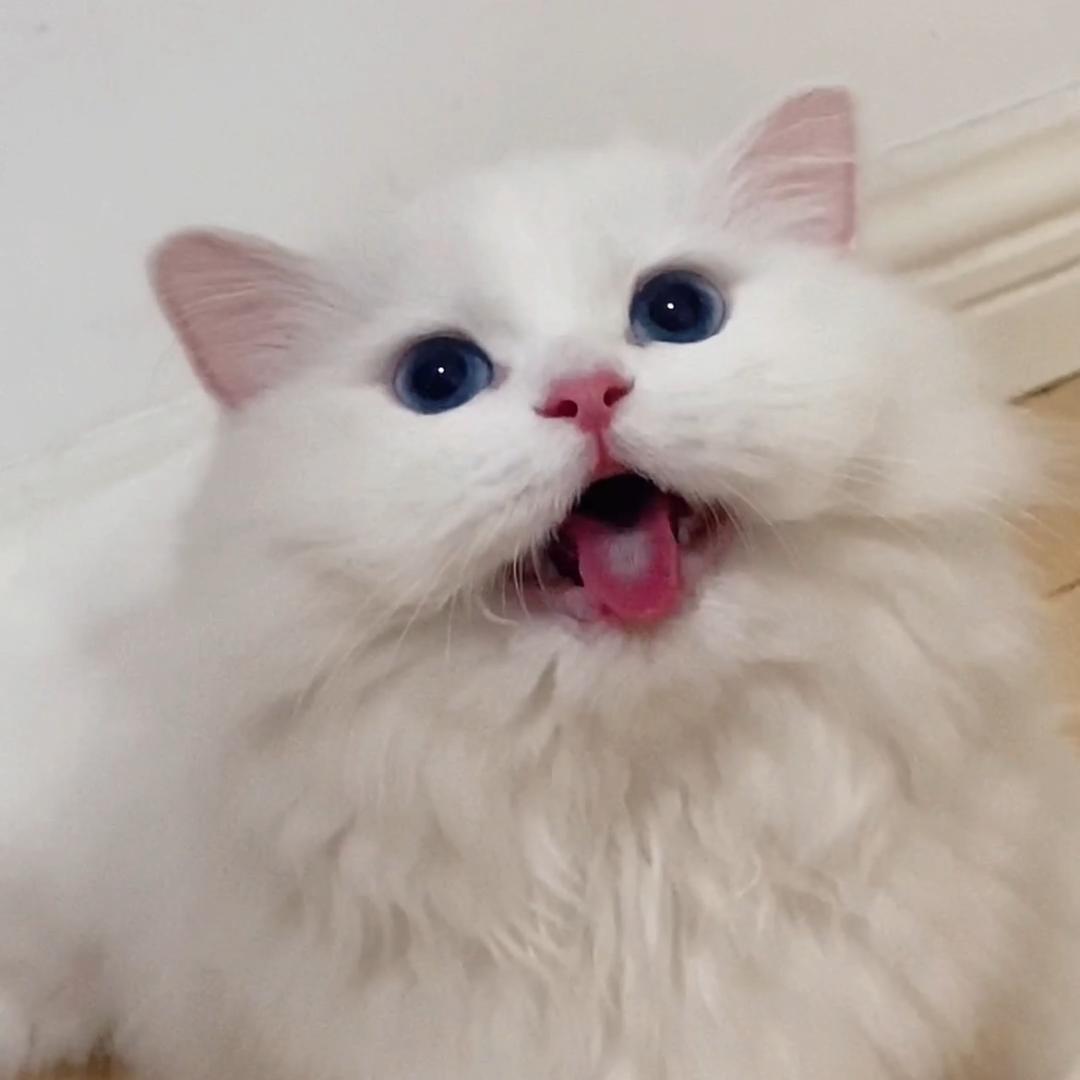 爱尿床的小奶油