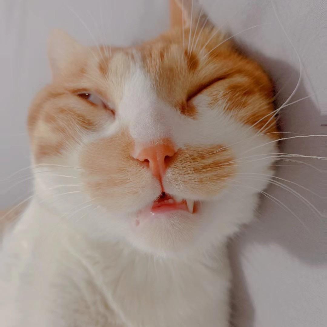 如果生活是只猫