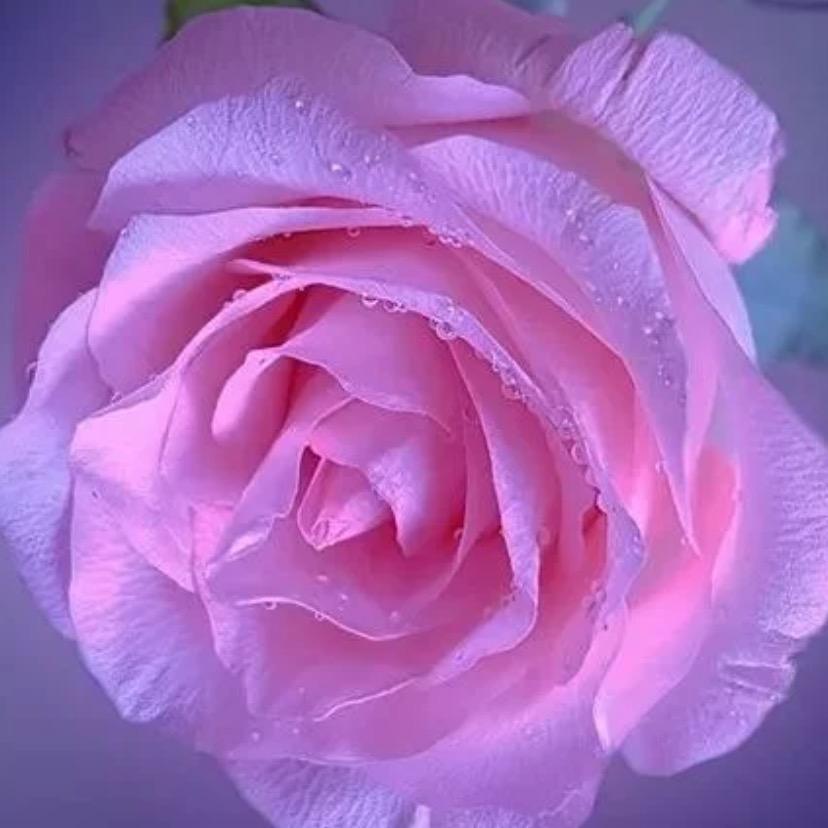 春暖花开
