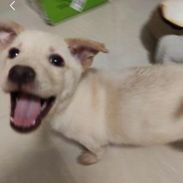 卡皮拉多的日常