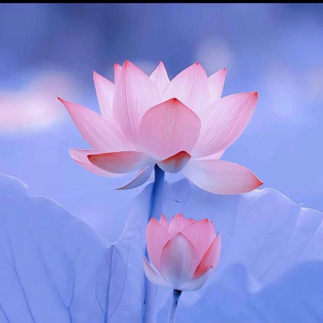 含羞草