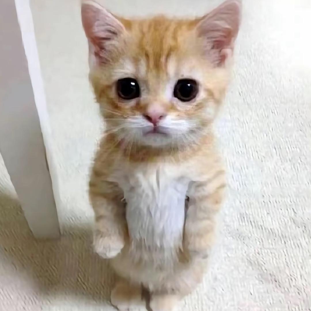 happy猫小剧场