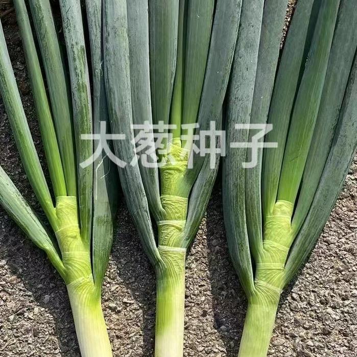 大葱种子   王凯云（嘉百禾）