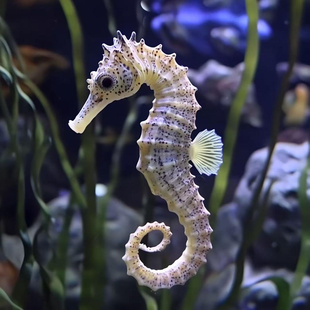 探路鸽 【海马之乡】