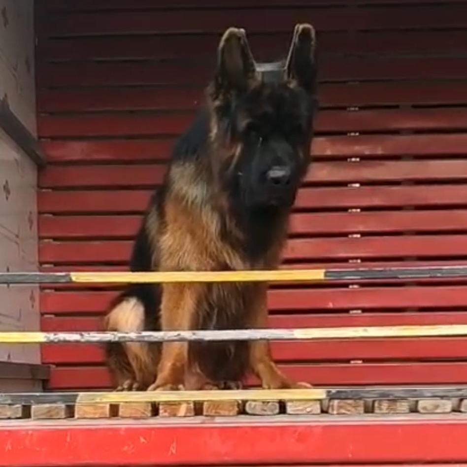 普子猛犬庄园