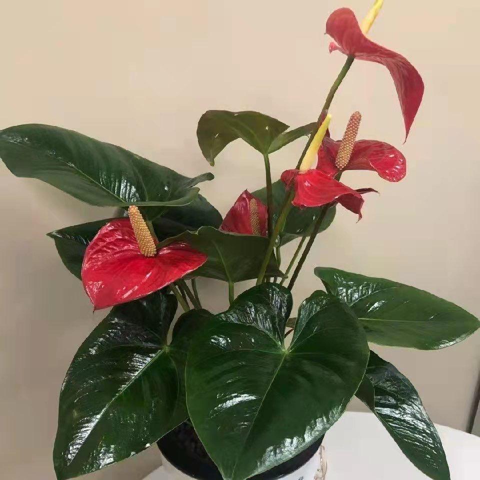 明一爱你不后悔
