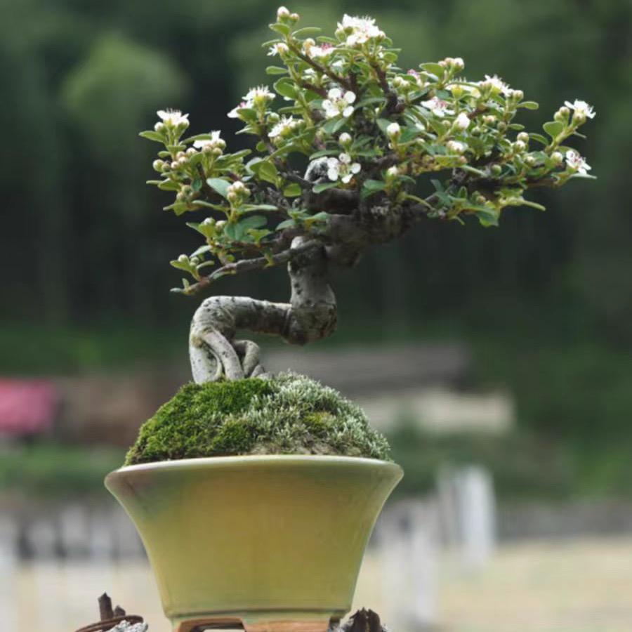 歆歆盆景园