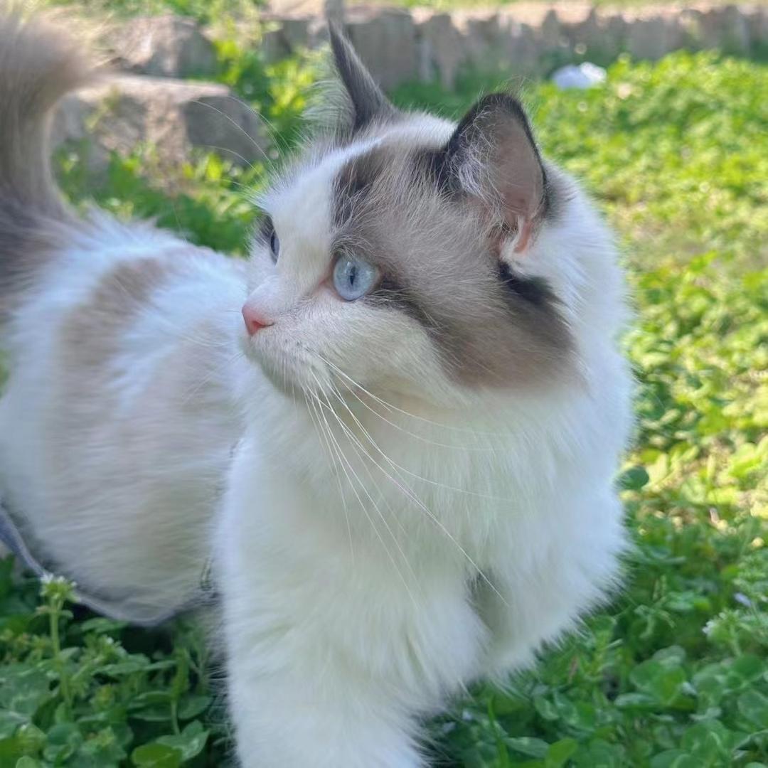 ღ໊南风未起ꦿ༉°