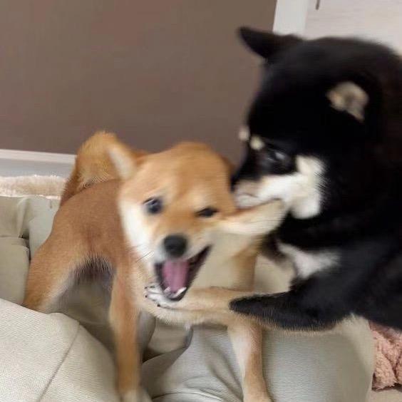 臭臭🐽