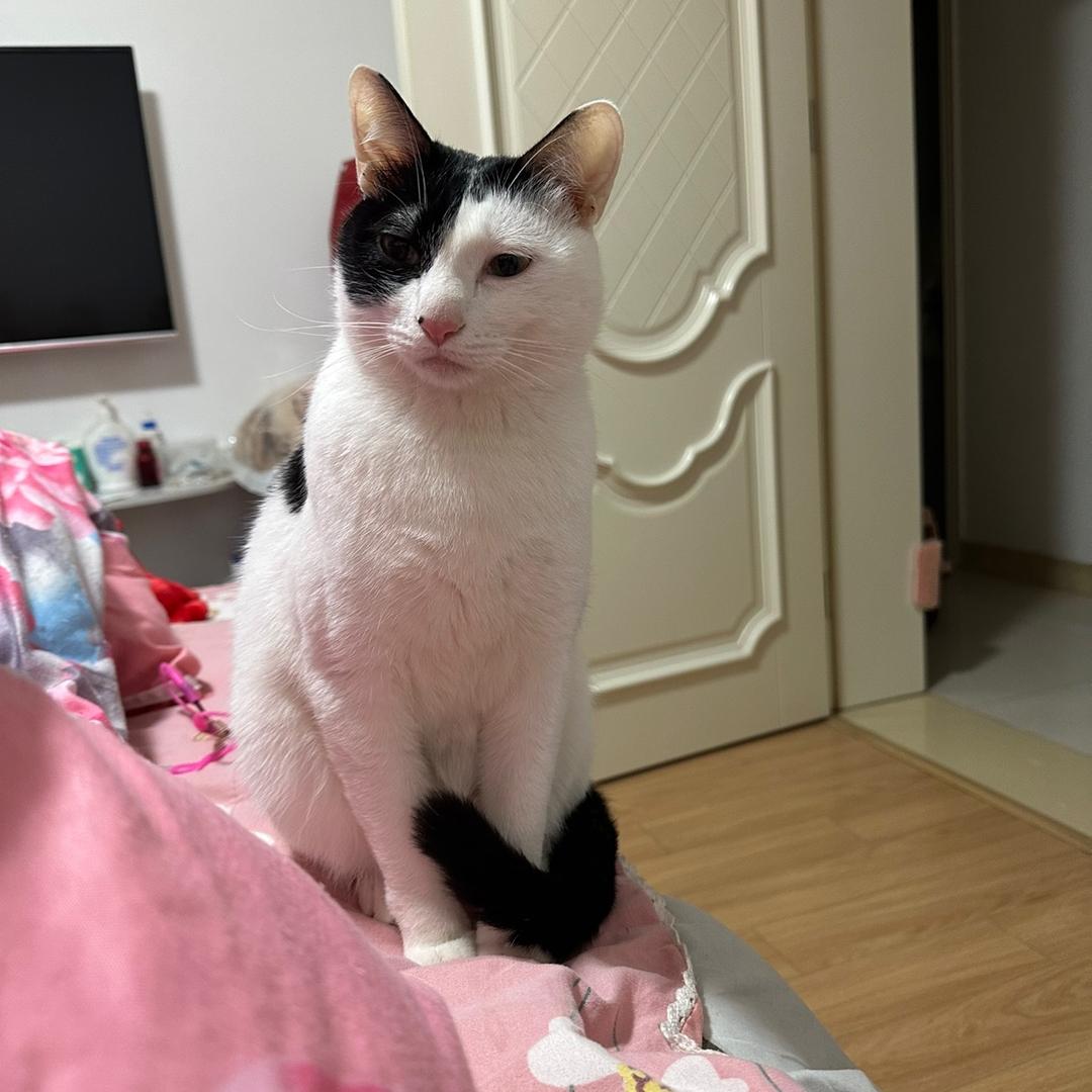 猫咪的日常生活