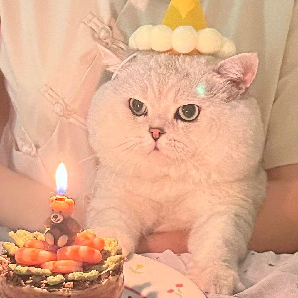月饼是只大脸猫