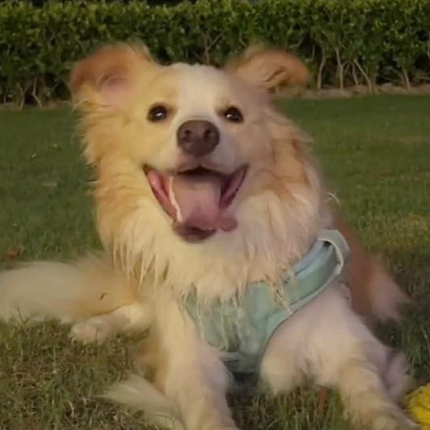 狐狸精木木