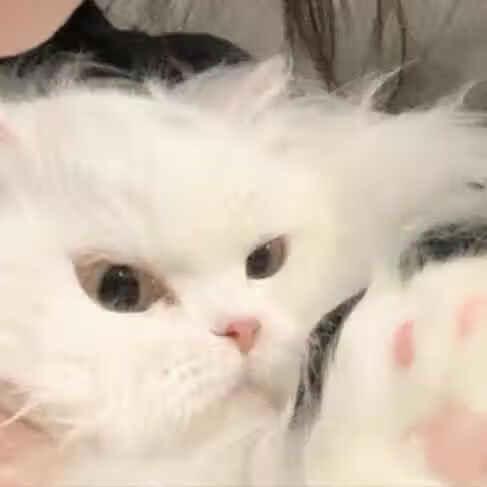 亼皃