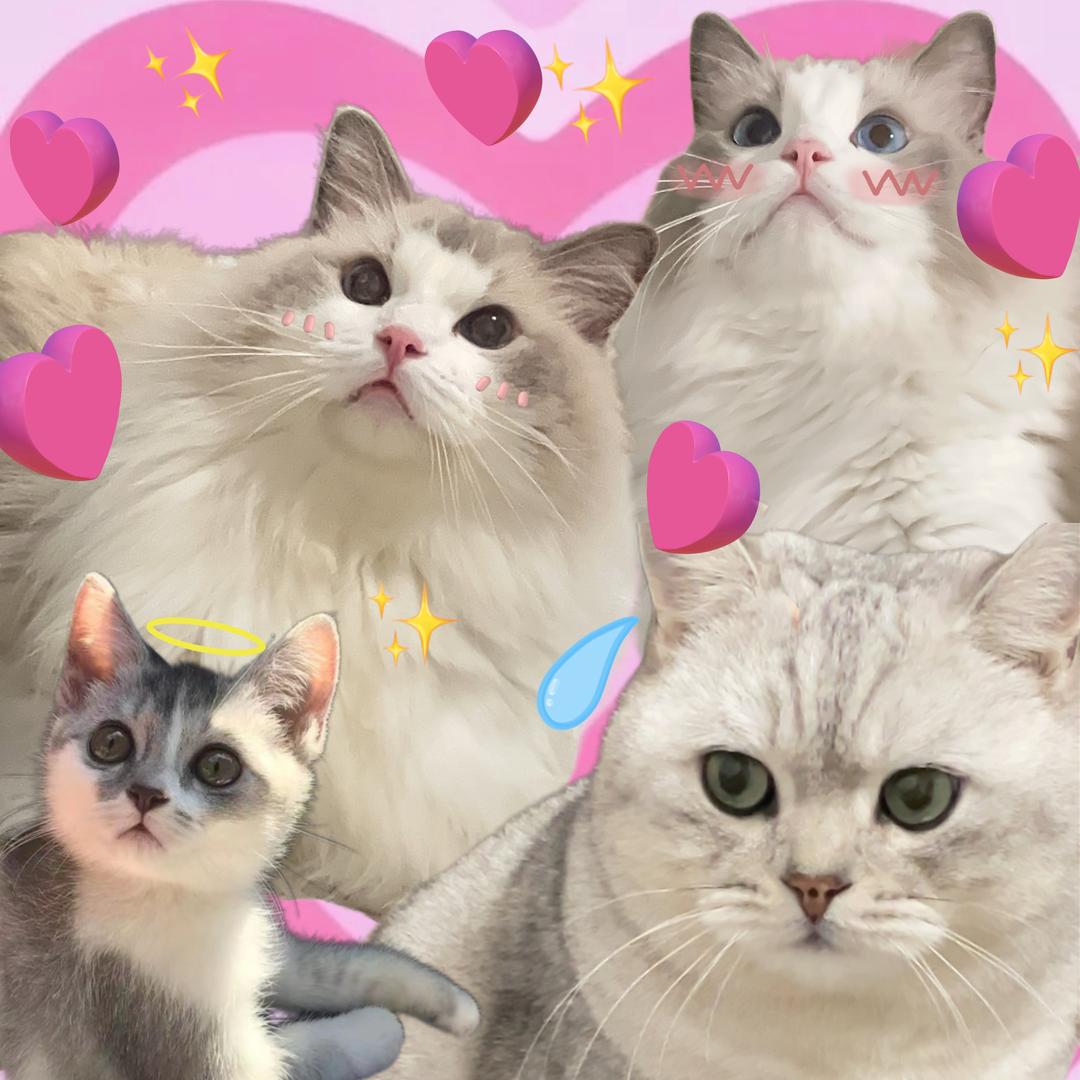 六六和他的小跟班