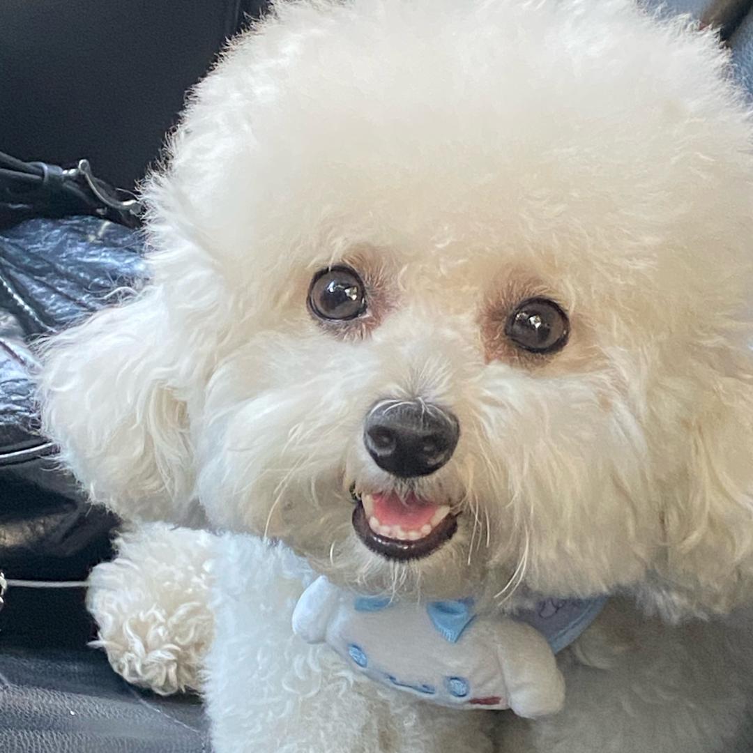 好潦草的一坨🐶