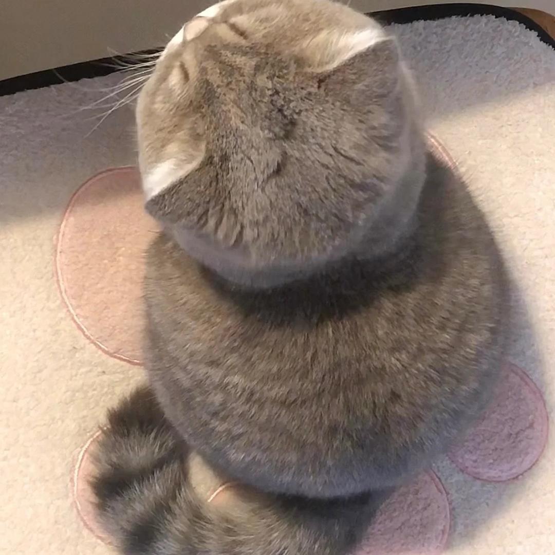 艳阳