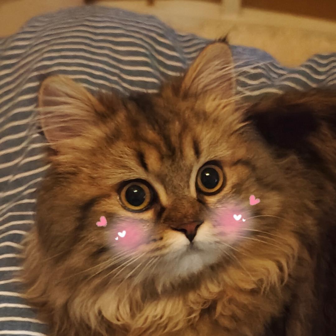过上小猫的日子