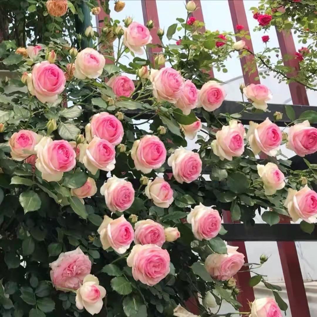 贰小姐月季