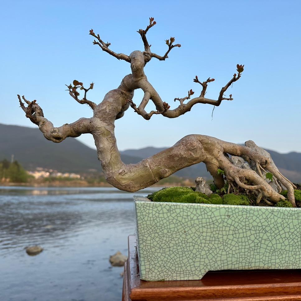 宏林盆景