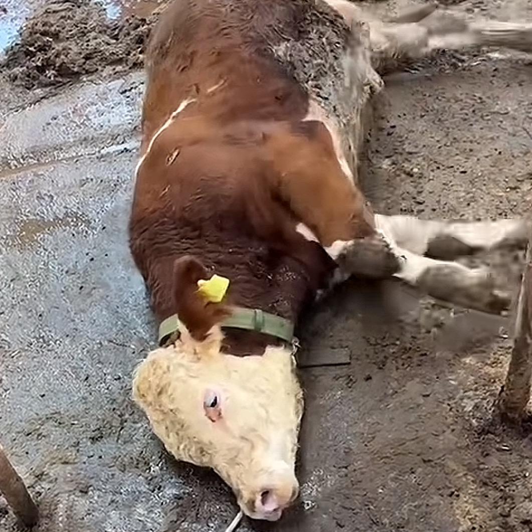 牛已发瘟