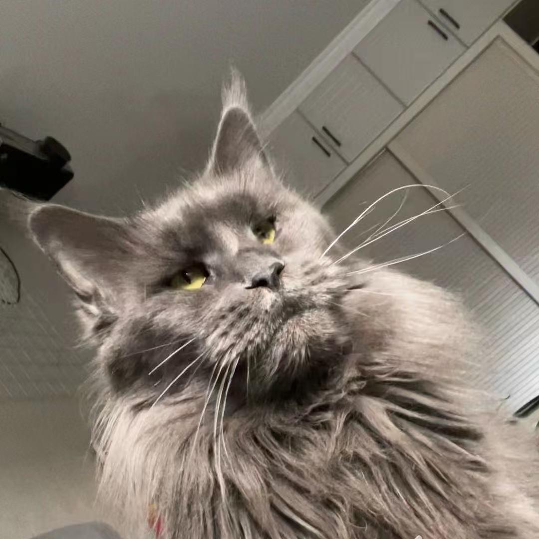 Here缅因猫舍（不定时直播）
