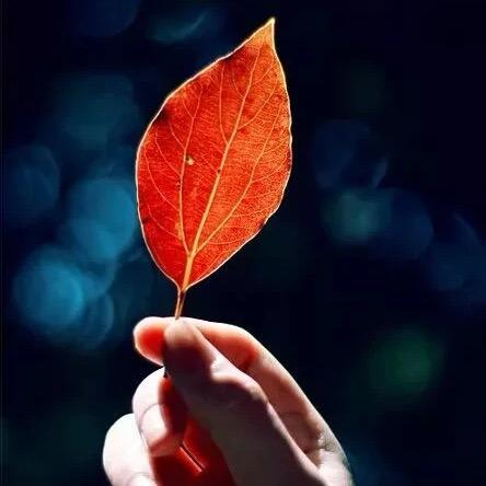 💞飘散的羽毛💞？