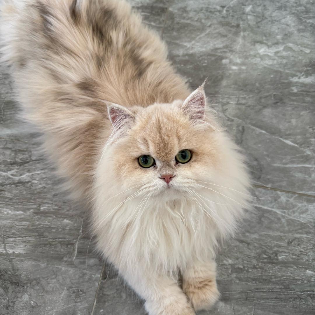 攀枝花宠物严选（youmi猫舍）