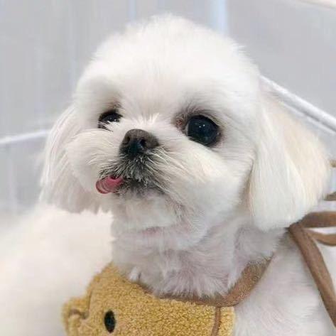 红花酵母