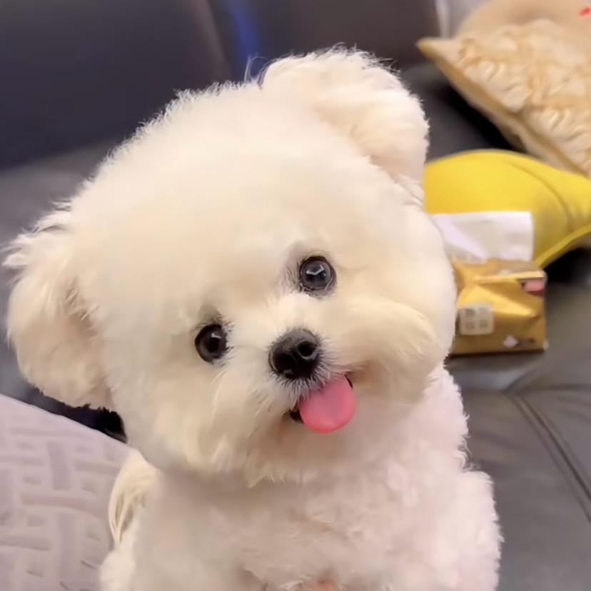 是波妞