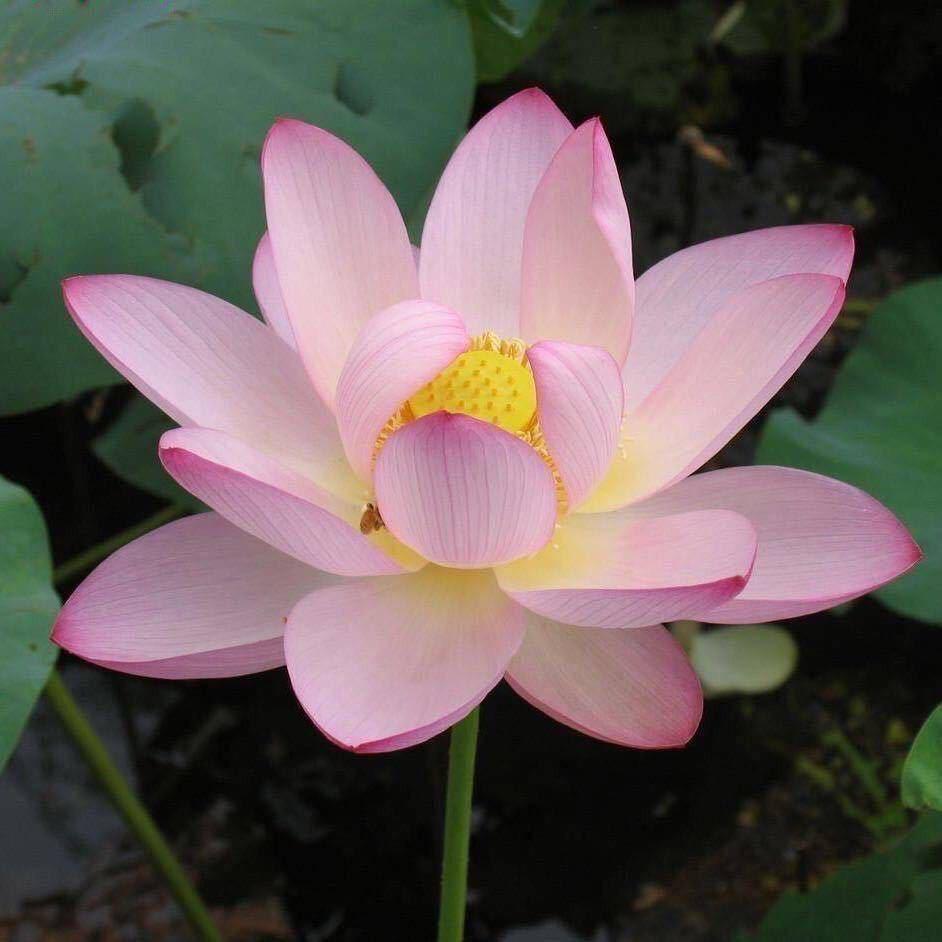 粉莲花🪷