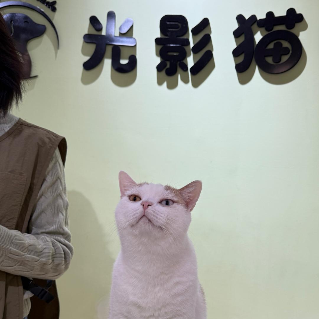 光影猫咖（万达店）