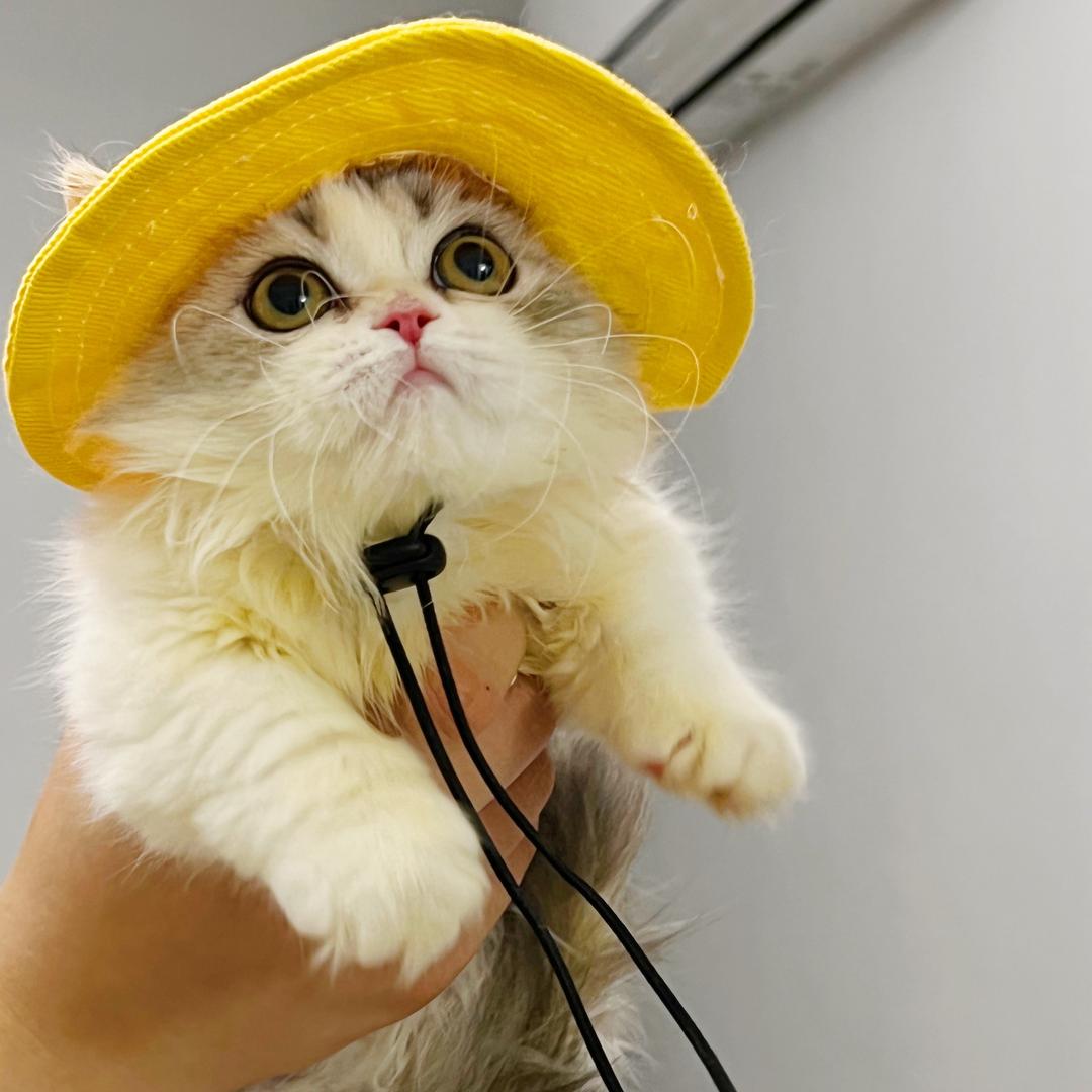 SUPER11CAT