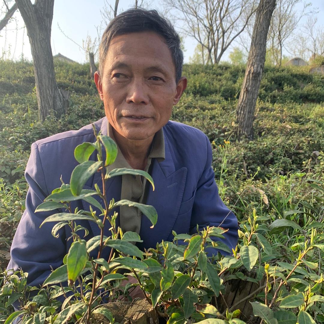 信阳茶神