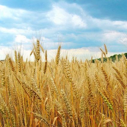 一个小星星⭐️