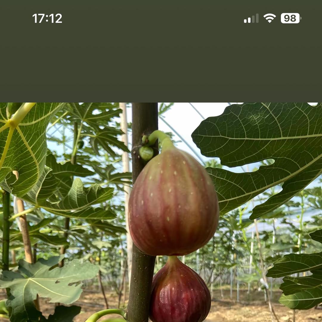 南枳梦轩果树苗木专卖店