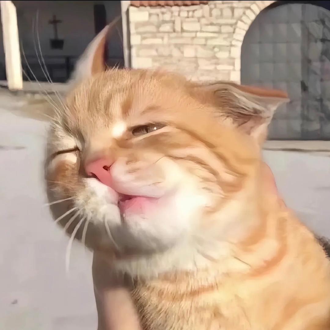 豆柴头像