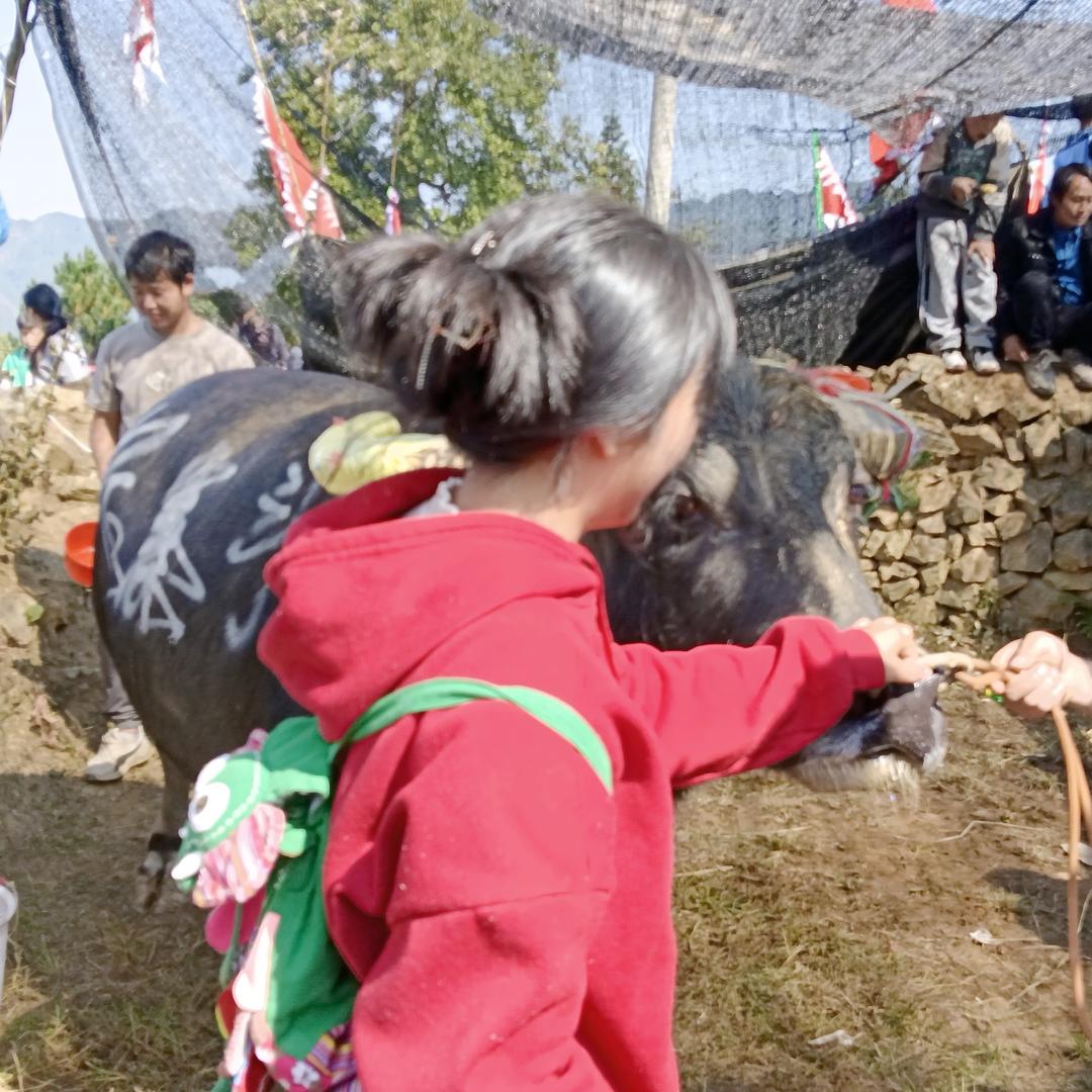胡萝卜🐮