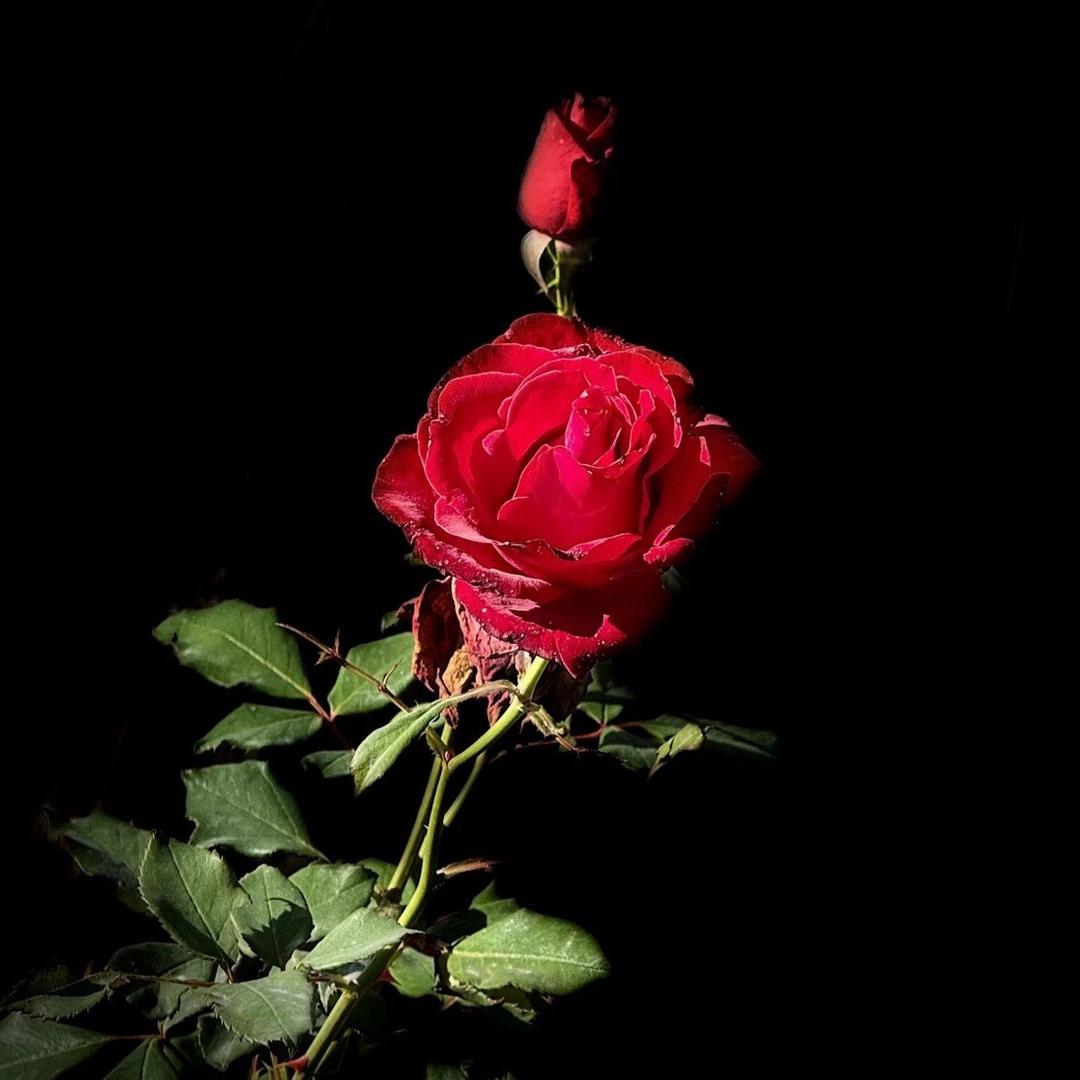 红玫瑰的傷🥀谁懂