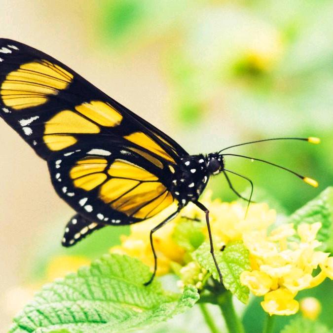 蝴蝶泉🦋