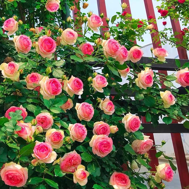 云上花屋
