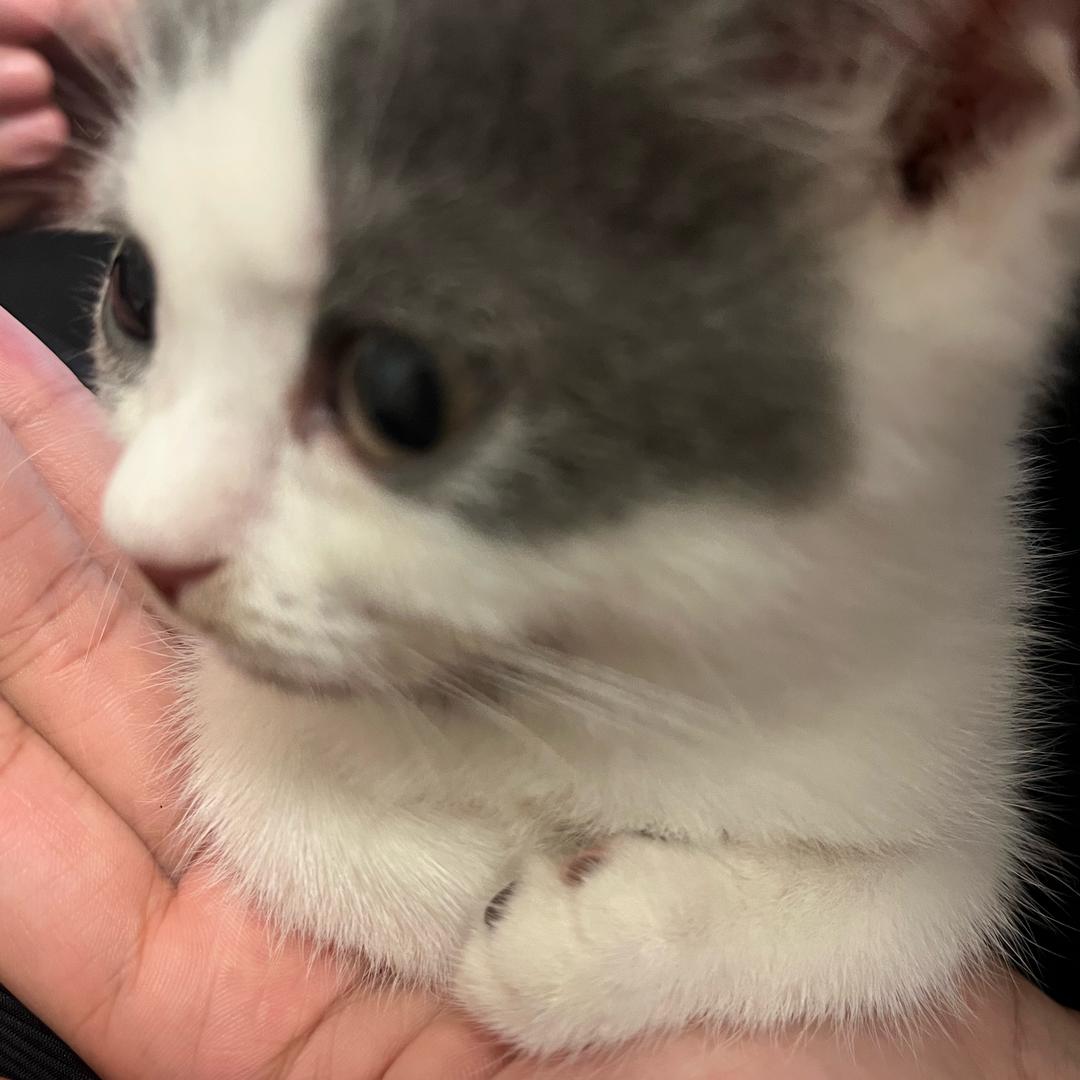 椰椰喜欢恰火锅