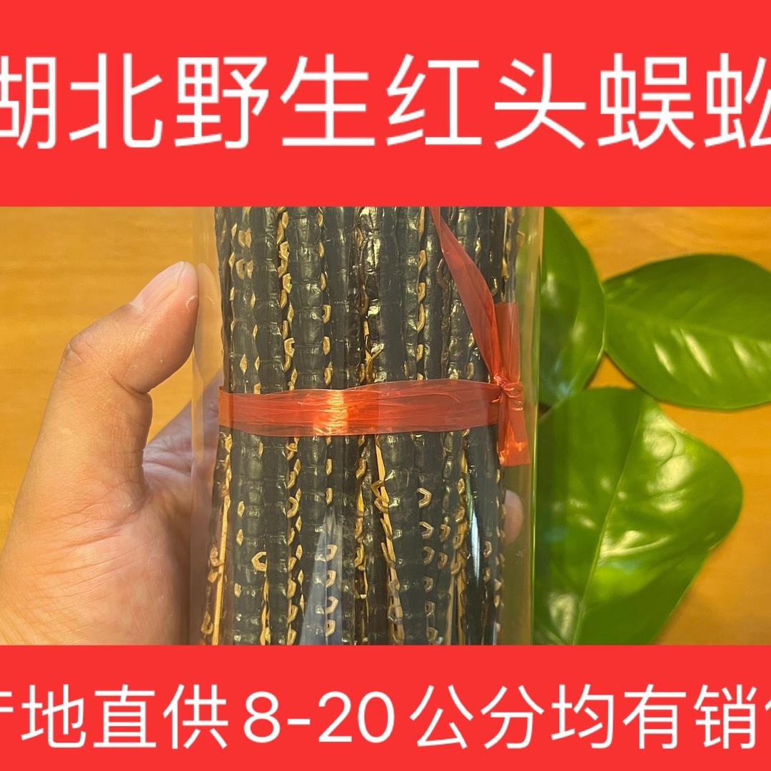 荆门蜈蚣哥